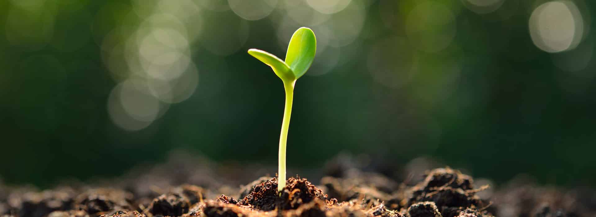 Phantom Share Options as Employee Benefits Carter Bond Solicitors